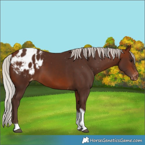 Horse Color:Silver Brown Tobiano Varnish 