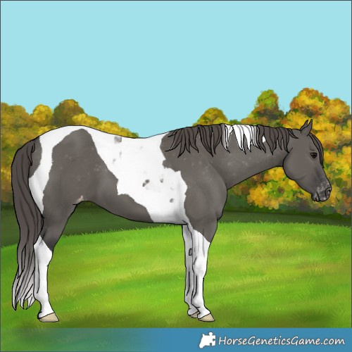 Horse Color:Grullo Tobiano Varnish 
