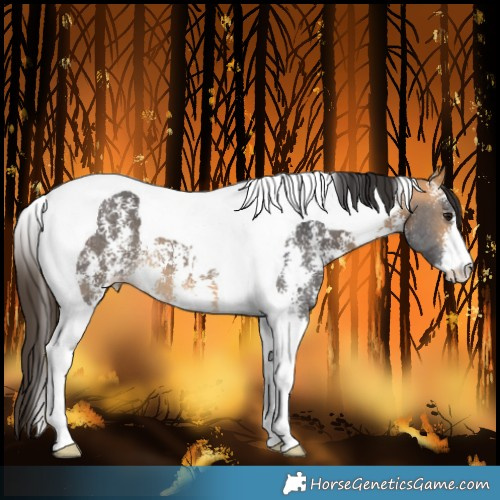 Horse Color:Buckskin Sabino Tobiano 