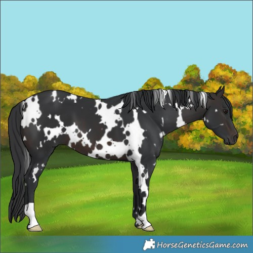 Horse Color:White Spotted Brown 