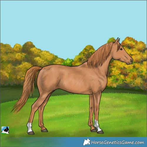 Horse Color:Chestnut 