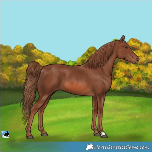 Horse Color:Chestnut 