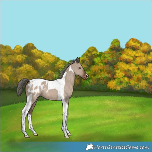 Horse Color:Liver Red Dun Mushroom Tobiano Appaloosa 