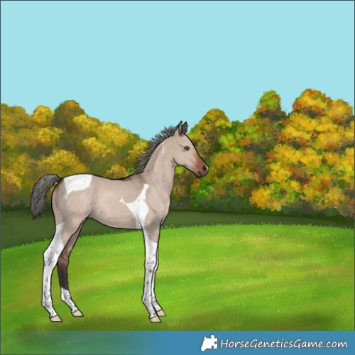 Horse Color:Liver Red Dun Mushroom Tobiano 