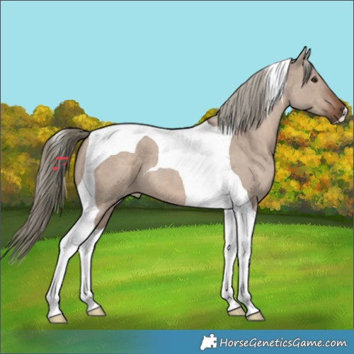 Horse Color:Liver Red Dun Mushroom Tobiano 