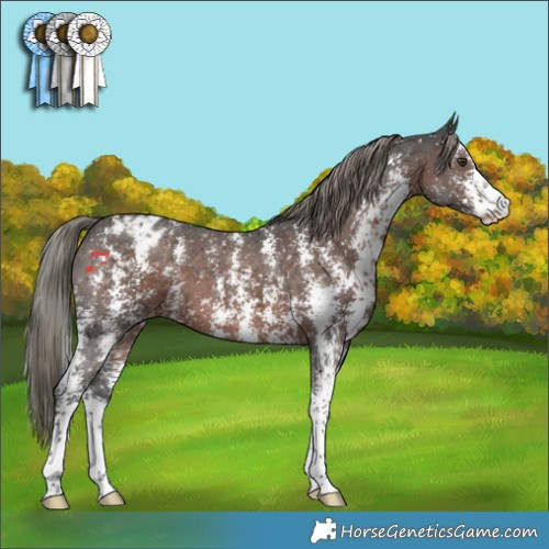 Horse Color:Liver Chestnut Mushroom Sabino Snowflake Varnish 