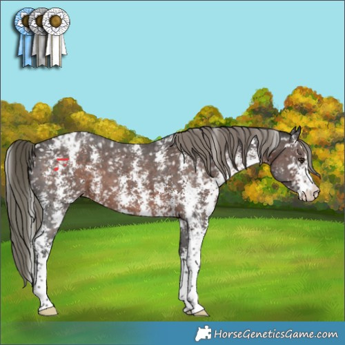 Horse Color:Liver Chestnut Mushroom Sabino Snowflake Varnish 