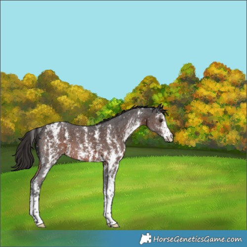 Horse Color:Liver Chestnut Sabino Appaloosa 