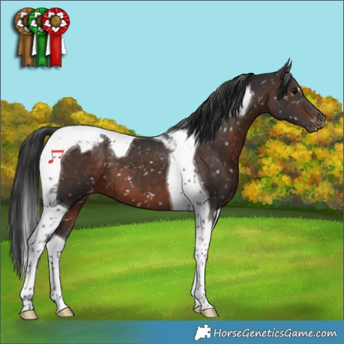 Horse Color:Brown Mushroom Tobiano Appaloosa
