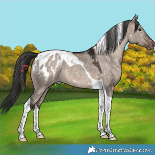 Horse Color:Brown Dun Mushroom Tobiano Appaloosa