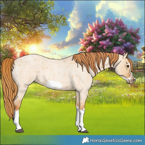 Horse Color:Red Dun Roan Splash Frame Rabicano 