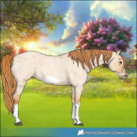 Horse Color:Red Dun Roan Splash Frame Rabicano 