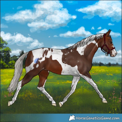Horse Color:Silver Brown Tobiano Skewed Appaloosa