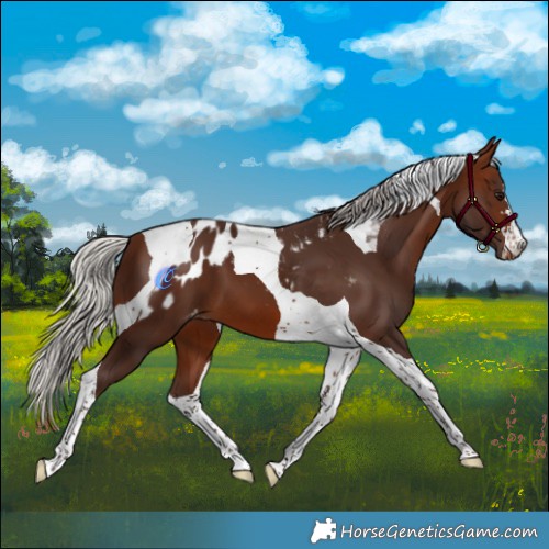 Horse Color:Silver Brown Tobiano Skewed Appaloosa 