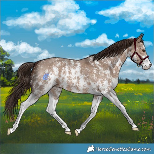 Horse Color:Liver Red Dun Sabino 