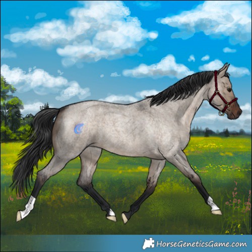 Horse Color:Brown Roan Dun 