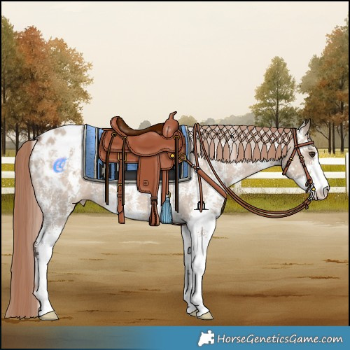 Horse Color:Liver Red Dun Sabino Appaloosa 
