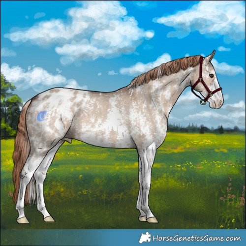 Horse Color:Liver Red Dun Sabino Appaloosa 