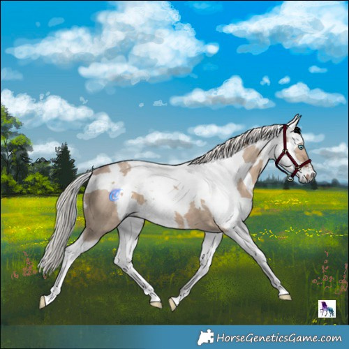 Horse Color:Silver Brown Dun Harlequin Merle Splash Tobiano 