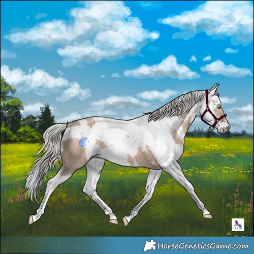 Horse Color:Silver Brown Dun Harlequin Merle Splash Tobiano 