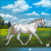 Horse Color:Silver Brown Dun Harlequin Merle Splash Tobiano