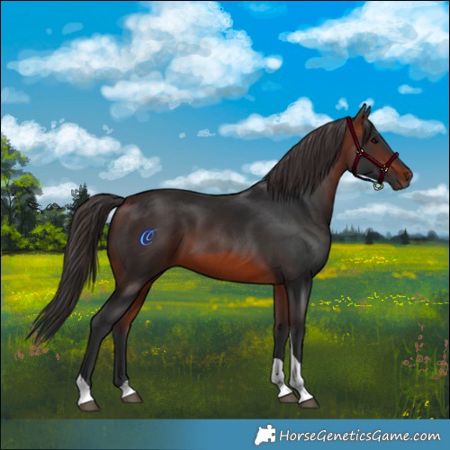 Horse Color:Bay Tobiano 