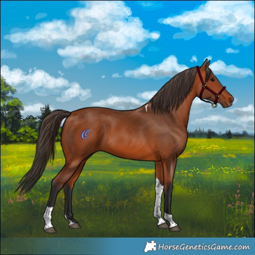 Horse Color:Bay Tobiano 