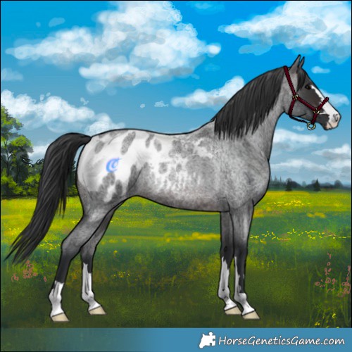 Horse Color:Brown Roan Appaloosa Rabicano 