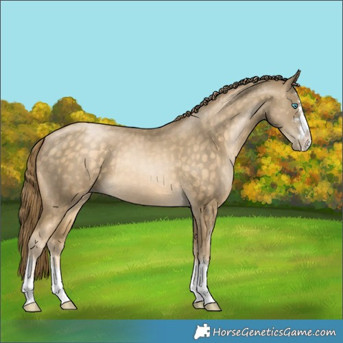 Horse Color:Buckskin Pearl 