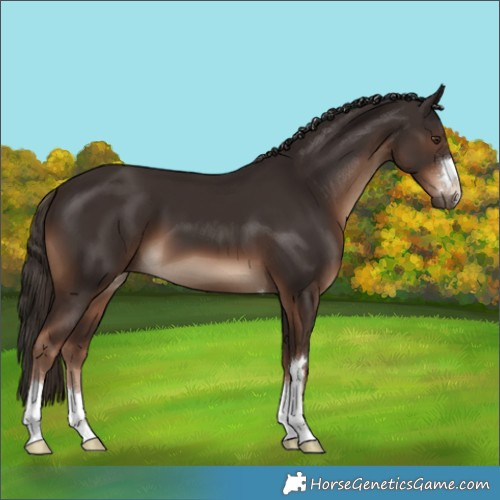 Horse Color:Liver Chestnut 