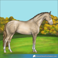 Horse Color:Buckskin Pearl