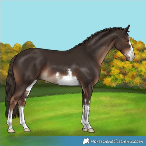 Horse Color:Liver Chestnut 