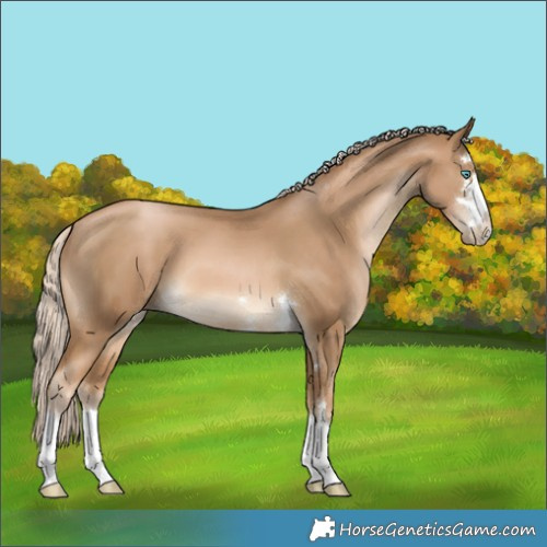 Horse Color:Unknown 