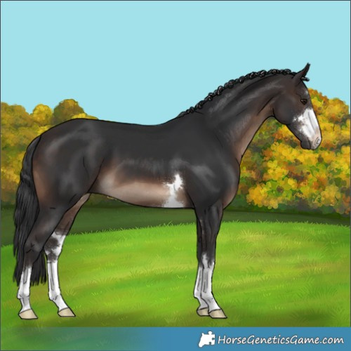 Horse Color:Brown 
