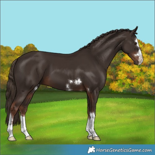 Horse Color:Liver Chestnut 