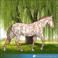 Horse Color:Gold Champagne Near Leopard and Gold Champagne Near Leopard