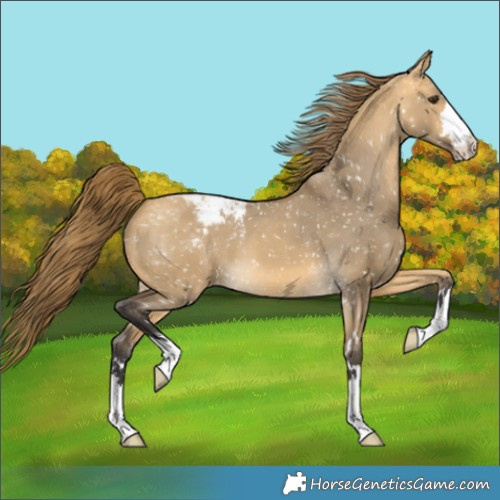 Horse Color:Buckskin Dun Appaloosa 