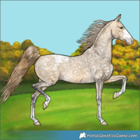 Horse Color:Buckskin Dun Appaloosa