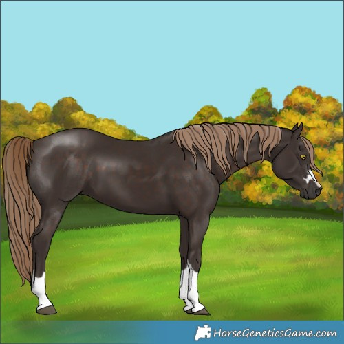 Horse Color:Liver Chestnut Rabicano 