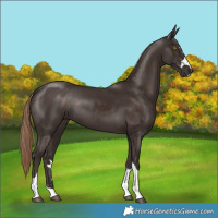 Horse Color:Liver Chestnut Rabicano 