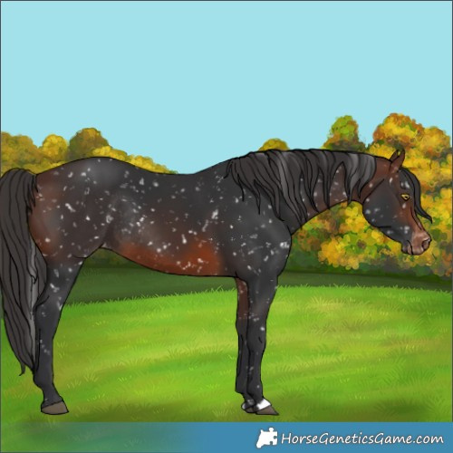 Horse Color:Brown Appaloosa Rabicano 