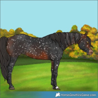 Horse Color:Brown Snowflake Varnish Rabicano
