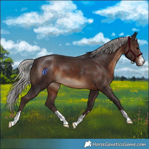 Horse Color:Silver Brown