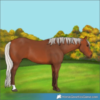 Horse Color:Silver Bay 