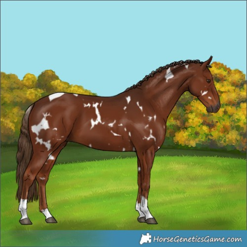 Horse Color:Gray White Spotted Chestnut Tobiano