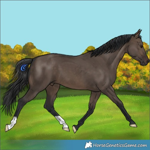 Horse Color:Brown Dun 