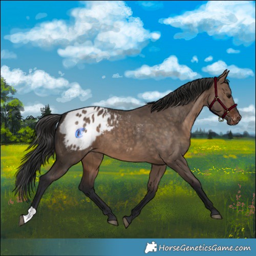 Horse Color:Bay Dun Appaloosa 