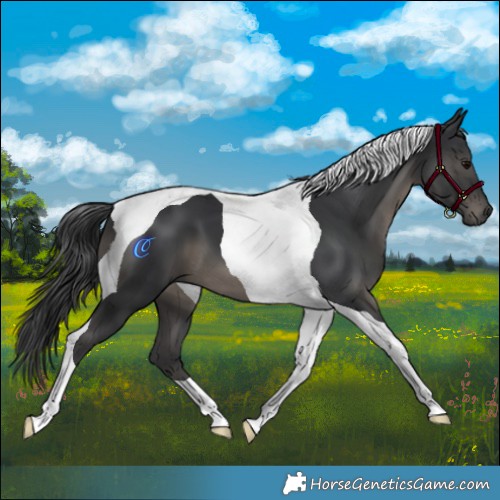 Horse Color:Black Tobiano 