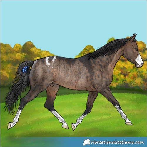 Horse Color:Brown Dun Appaloosa Rabicano Brindle 