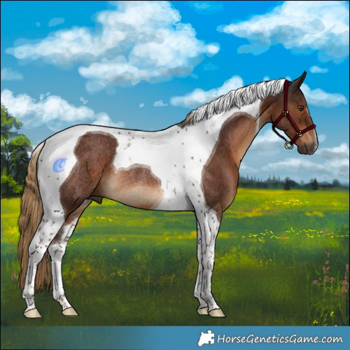 Horse Color:Gray Liver Chestnut Tobiano Rabicano 